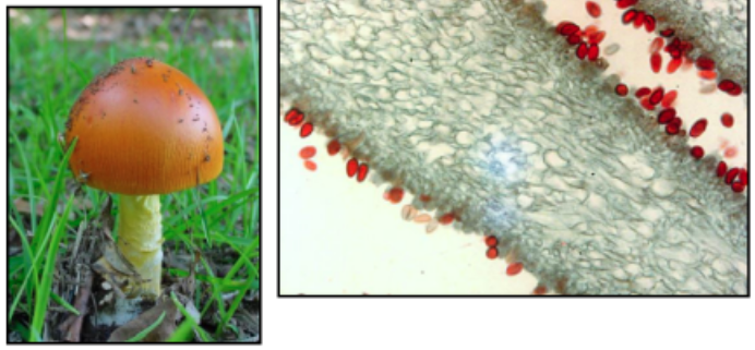 <p><span style="background-color: transparent;">What Domain, Supergroup, Kingdom, and Phylum do these organisms belong to?</span></p>