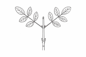 <p>A compound leaf with leaflets arranged on both sides of a rachis and ending with a single terminal leaflet.</p>