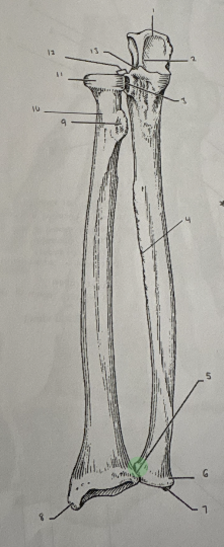 term image