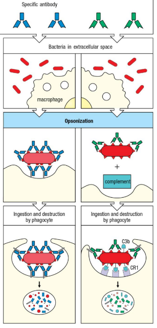 <ol><li><p>Macrophage or dendritic cell encounter bacteria</p></li><li><p>Opsonization </p><ol><li><p>Antibodies surround the bacteria & bring it closer to macrophage surface</p></li><li><p>Antibodies gather around bacteria and complement binds to bacteria</p></li></ol></li><li><p>Ingestion & Destruction of bacteria</p><ol><li><p>Phagocyte surrounds bacteria w/ antibodies</p></li><li><p>Complement binds to receptors on phagocyte, anchoring the bacteria for phagocytosis</p></li></ol></li></ol><p></p>