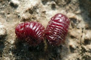 <p>cochineal ( CN ) ( UN )</p>