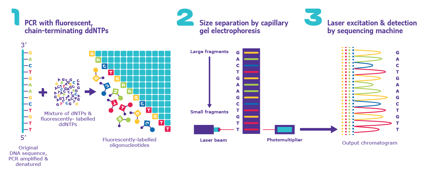 <p>Similar to PCR, polymerase will elongate complementary strand with dNTPs until ddNTPs is incorporated, over and over again, produces variable length frgaments that can be separated by capillary electrophoresis</p>