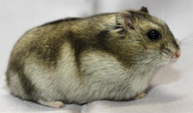 <p>welk type hamster is dit</p>