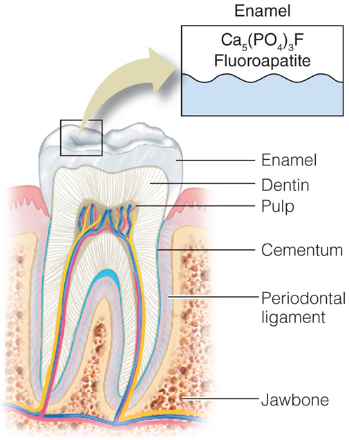 <ul><li><p><span style="font-family: "Arial (Body)";">Develops and maintains strong healthy teeth</span></p><ul><li><p><span style="font-family: "Arial (Body)";">Forms fluoroapatite which helps harden the outer layer of the tooth (the enamel) and makes the tooth more resistant to damage (tooth decay)</span></p></li><li><p><span style="font-family: "Arial (Body)";">___from food, beverages, and toothpaste repairs eroded enamel</span></p></li><li><p><span style="font-family: "Arial (Body)";">Inhibits the interaction between bacteria and carbohydrate, thereby reducing acid production</span></p></li><li><p><span style="font-family: "Arial (Body)";">____in saliva helps remineralize the hydroxyapatite structure of the tooth</span></p></li></ul></li></ul><p></p><ul><li><p><span style="font-family: "Arial (Body)";">Helps maintain strong bones</span></p><ul><li><p><span style="font-family: "Arial (Body)";">Combined with calcium and vitamin D</span></p><ul><li><p><span style="font-family: "Arial (Body)";">Increases bone mineral density</span></p></li><li><p><span style="font-family: "Arial (Body)";">Reduces the incidence of osteoporosis</span></p></li></ul></li></ul></li></ul><p></p>