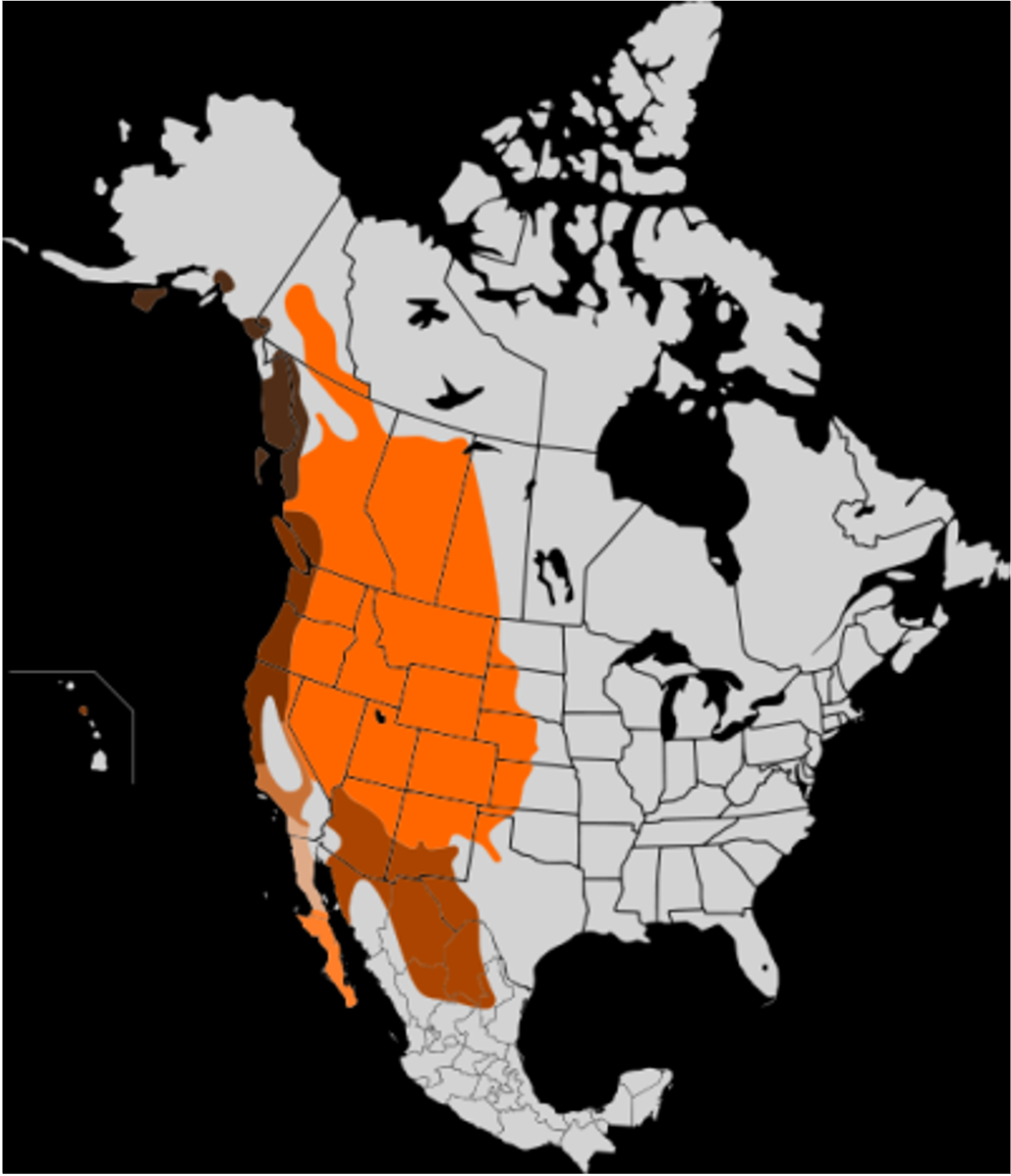 <p>Mule deer</p><p>small famoly groups</p><p>mixed sex in winter</p><p>graze, browse, mast</p><p>varied</p>