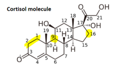 <p>Dexamethasone has:</p><p>- A double bond between C2-C1</p><p>- F on C9</p><p>- CH3 on C16</p>
