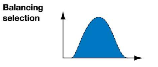 <p>Occurs when no single allele has a distinct advantage </p><ol><li><p>allele variation is maintainted </p></li><li><p>Heterozygous Advantage </p></li><li><p>Frequency-dependent selection </p></li></ol><p></p>