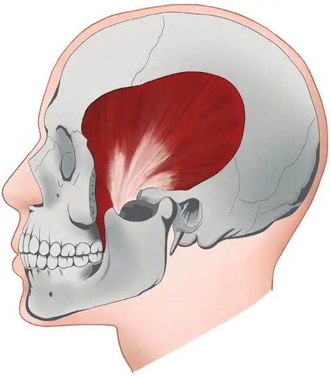 <p>a broad, fan-shaped muscle on the side of the head that elevates and retracts the mandible, playing a key role in chewing.</p>