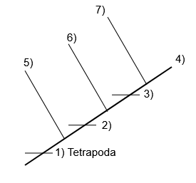 <p>Identify the name (scientific and common) of each tetrapod group; also provide the defining character(s) for each group</p>