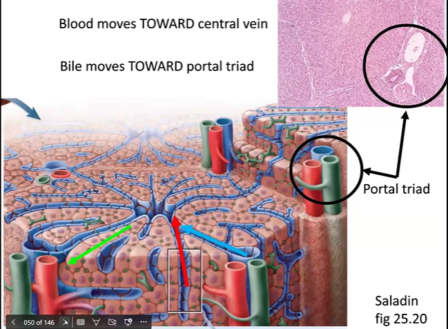 <p>Describe the hepatic portal system, and outline briefly the flow of blood from digestive organs – liver – heart. Why is this circulatory system important?</p>