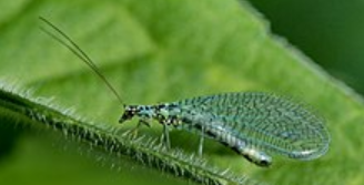 <p>What is the name of this bug?</p>