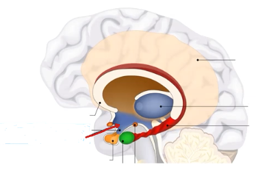 <p>Hypothalamus</p>
