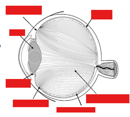 <p>Label the eye</p>