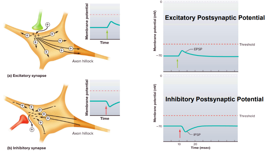 <p>excitatory postsynaptic potential EPSP</p><p>inhibitory postsynaptic potential IPSP</p>