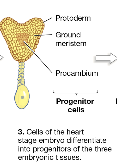 <p>What is the heart stage?</p>