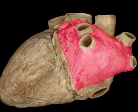 <p>upper left chamber</p>