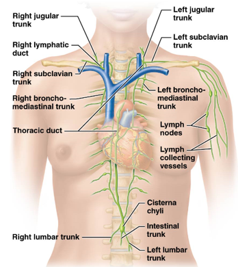 <ul><li><p>Left and right lymphatic trunks that run along the subclavian arteries &amp; veins</p></li><li><p>Drain lymph from the upper limbs, breasts, and superficial thoracic wall</p></li></ul><p></p>
