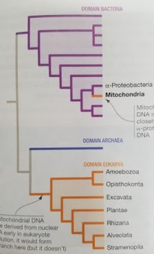 <p><span>If mitochondria were independent organisms, they would be most closely related to ___.</span></p>