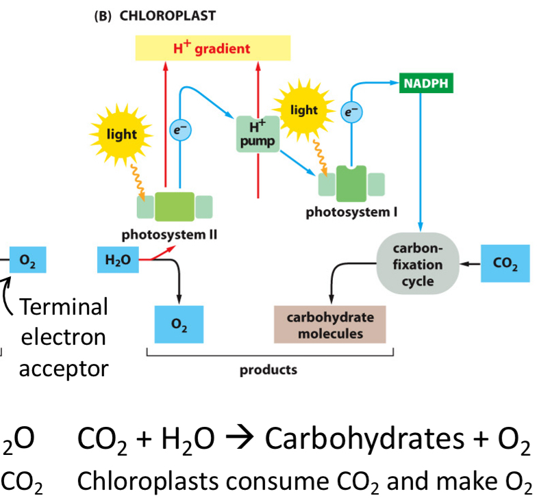 <p>then passed to a different photosystem and again excited by light </p>