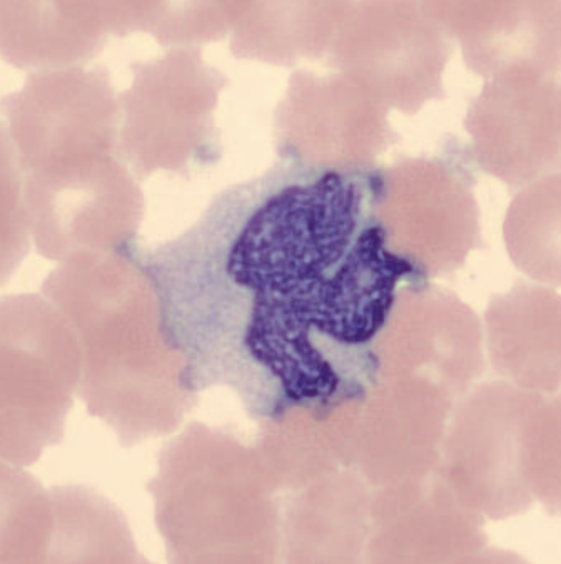 term image
