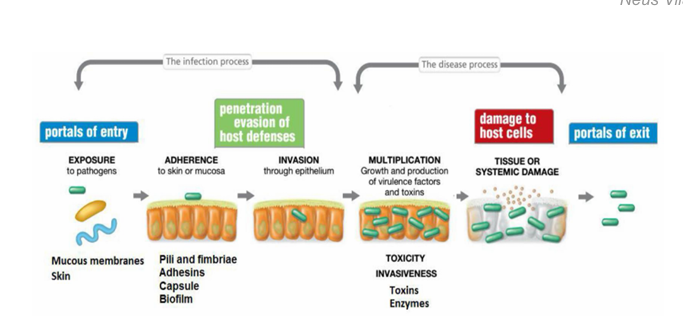 <p>Hay 3 tipos de mecanismos de patogenicidad:</p><ol><li><p>Mecanismo no invasivo </p><ol><li><p>la mayoría de las infecciones están causadas por este mecanismo, aunque no todas las enfermedades infecciosas se producen por este mecanismo.</p><ol><li><p>Adherencia: adherencia a la piel o a la mucosa gracias a los pilis, fimbrias, cápsula y el biofilm </p></li><li><p>Penetración </p></li><li><p>Evasión del sistema inmune </p></li><li><p>Multiplicación: para multiplicarse necesitará producir enzimas y toxinas </p></li><li><p>Daño tisular</p></li></ol></li></ol></li><li><p>Mecanismo toxigénico</p><ol><li><p>solo se produce si se producen unas toxinas (ej: Vibrio cólera). Si no se produce esa toxina no nos producirá la enfermedad.</p><ol><li><p>Exotoxinas</p></li></ol></li></ol></li><li><p>Mecanismo de respuesta inmunológicas a patológicas</p><ol><li><p>debido a la respuesta que produce el organismo frente a este microorganismo (ej: fiebre reumática causada por el Streptococcus pyogenes). </p><ol><li><p>Superantígenos. </p></li><li><p>Depósito de inmuno-complejos</p></li></ol></li></ol></li></ol><p></p>