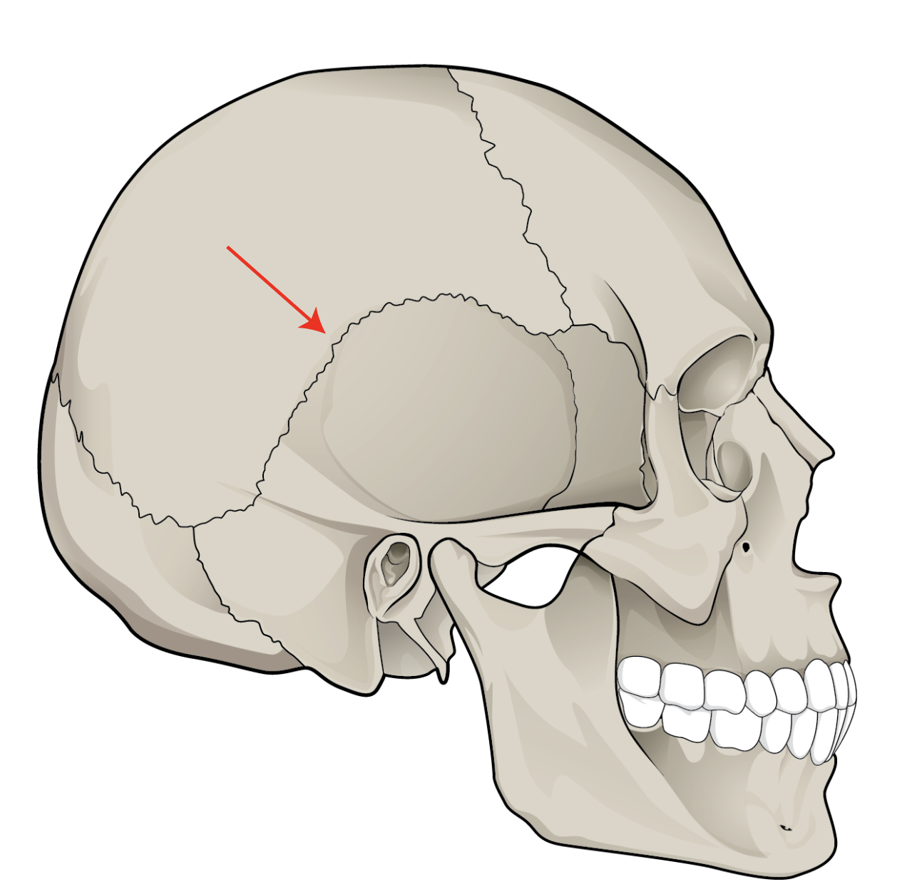 <p>What bones make up this suture?</p>