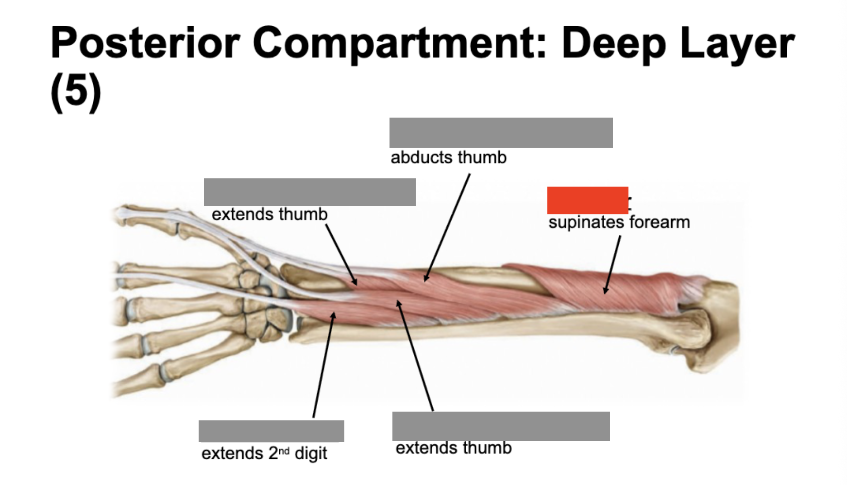 <p>supinates forearm</p>