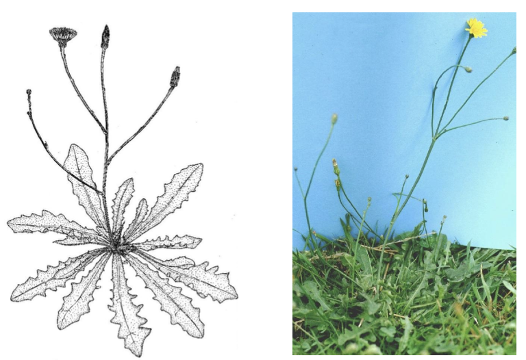 <p><strong>Plant family:</strong> Asteraceae<br><strong>Life cycle:</strong> Perennial<br><strong>Key persistence / spread:</strong> Deep taproot<br><strong>Farming systems:</strong> Pastures</p><p><strong> How to identify</strong></p><p>It forms a persistent basal rosette with thick, leathery leaves that are covered in stiff bristle‑like hairs. Leaf lobes are irregular but do not point backward toward the crown.</p><p>Flower stems are solid (not hollow) and usually branch above the rosette. Each stem carries multiple yellow, dandelion‑like flower heads.</p><p>The taproot allows it to survive dry periods and repeated grazing. Sheep graze it readily, which can reduce flowering.</p><p>Commonly confused with dandelion, but it always has branched, solid flowering stems.</p>