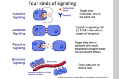 <p>1. Membrane bound signaling</p><p>2. Paracrine signaling</p><p>3. Synaptic membrane signaling</p><p>4. Endocrine signaling</p>