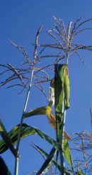 <p>Planta anual monoica</p><p>Inflorescència: terminal amb flors <span data-name="male" data-type="emoji">♂</span>. </p><p>Flors <span data-name="female" data-type="emoji">♀</span> agrupades en panotxes axilars a les fulles </p><p>Natural de Mèxic (fa 7000 anys) i ampliament cultivat a Amèrica quan el descobriment i portada a Europa.</p><p>Font d’aliment per al bestiar en pinso. Planta també és oleaginosa </p>