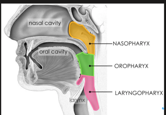 <ol><li><p><span style="background-color: transparent;"> soft palate</span></p></li></ol><p></p><p>FYI</p><p>Epiglottis separates: oropharynx and hypopharynx</p>
