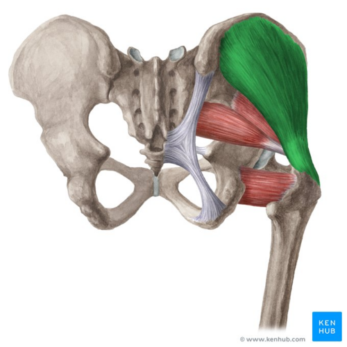 <p>Gluteus medius</p>