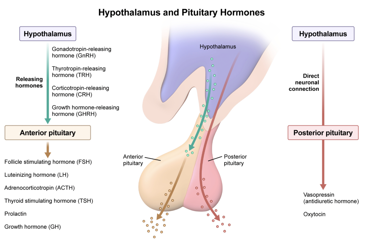 <p>A; The <strong>anterior pituitary</strong> is connected to the hypothalamus via a network of <strong>blood vessels&nbsp;</strong>that transport hormones from the hypothalamus to the anterior pituitary.</p><p>In contrast, the <strong>posterior pituitary</strong> is connected to the hypothalamus via <strong>neurons</strong>. It stores and releases hormones synthesized in the hypothalamus.</p><p></p>