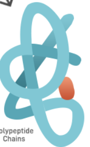 <p>Which structure of protein is this?</p>