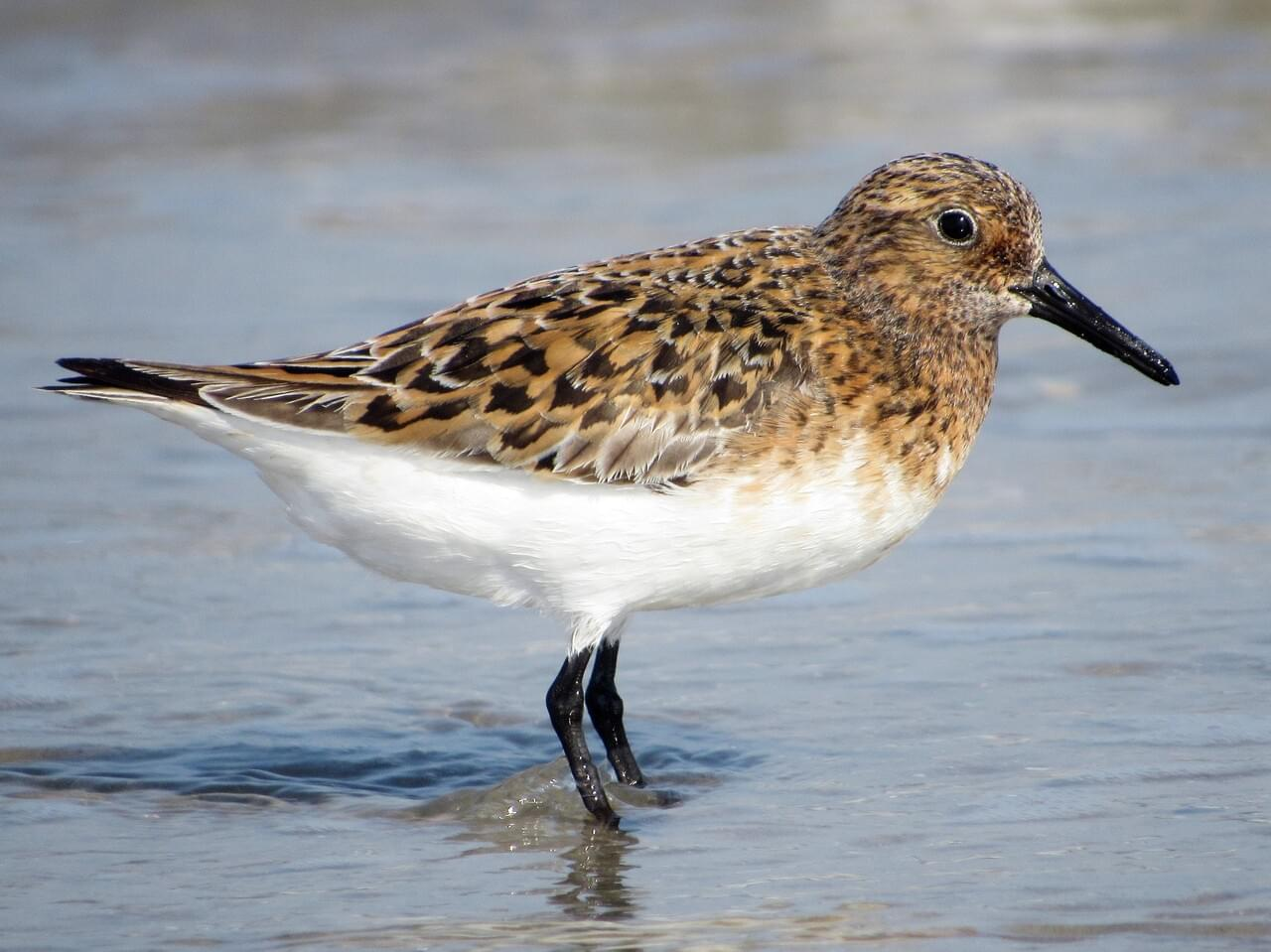 <p>Sanderling</p>