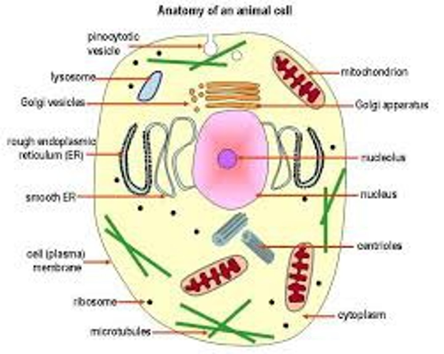 <p>where oxygen is used and most of the energy released during respiration</p>