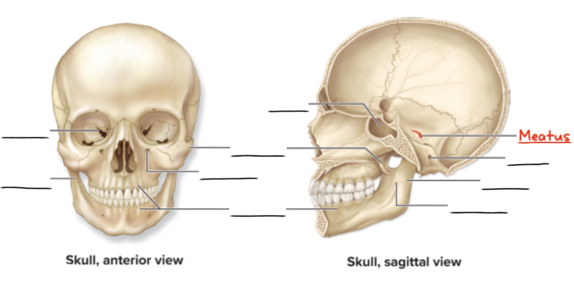 <p><strong>Meatus</strong></p><p>Passageway through a bone</p><p>(Openings and spaces)</p>