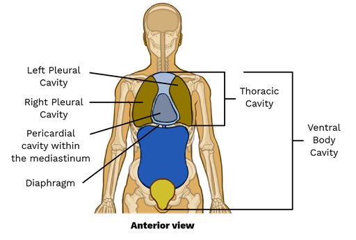 <p>Between these four cavities: Pericardial, Mediastinal, Thoracic, and ventral</p>