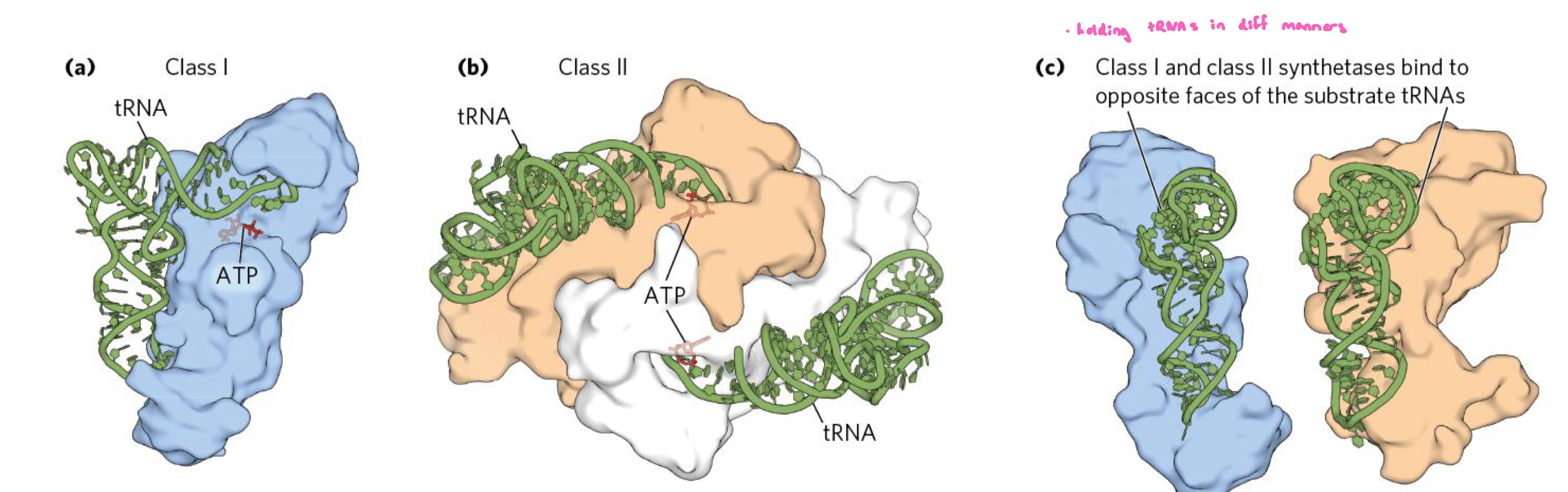 <ul><li><p>for a given AA, there will be one aminoacyl-tRNA synthetase (RS) that activates one or several isoacceptor tRNAs</p><ul><li><p>20 RS</p></li></ul></li><li><p>the synthetase recruits the AA in a binding pocket to bring it near the 3’OH of tRNA</p></li><li><p>there are 2 stucturally unrelated classes of aminoacyl-tRNA synthetases</p><ul><li><p>Class II enyzymes typically form homodimers</p></li><li><p>they hold tRNAs in diff manners</p></li></ul></li></ul><p></p>
