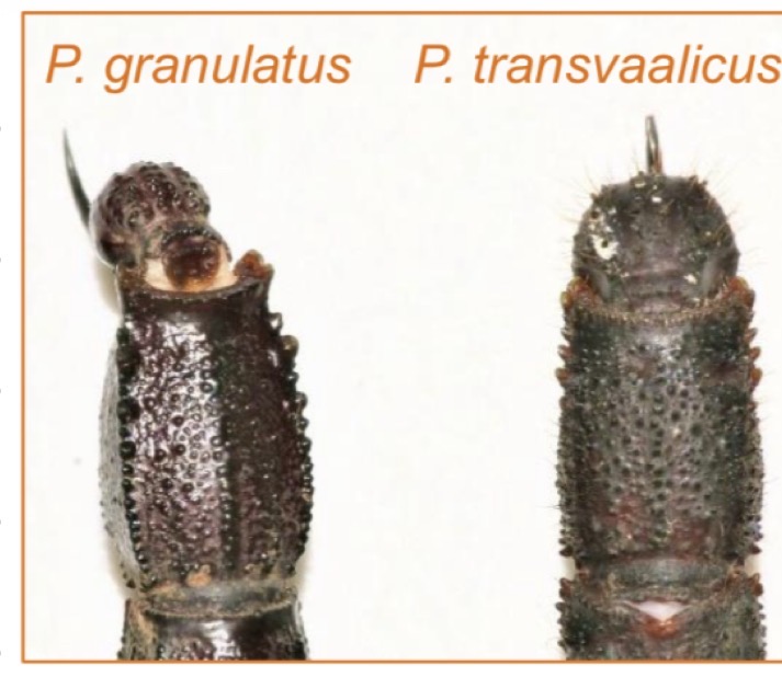 <p>Name two main species found in more venomous family Buthidae </p>