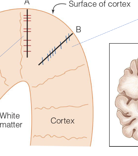 <p>Orientation column B </p><ul><li><p>Neurons along this column respond best to bars oriented at WHAT</p></li></ul><p></p>