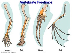 <p>Body parts that evolved from a common ancestor but have different functions.</p>