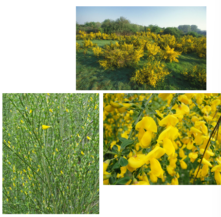 <p>Altijd groene stengen</p><p>zeer typische gele bloemen</p><p>geen bladdoorns, maar kleine opvallende blaadjes</p>