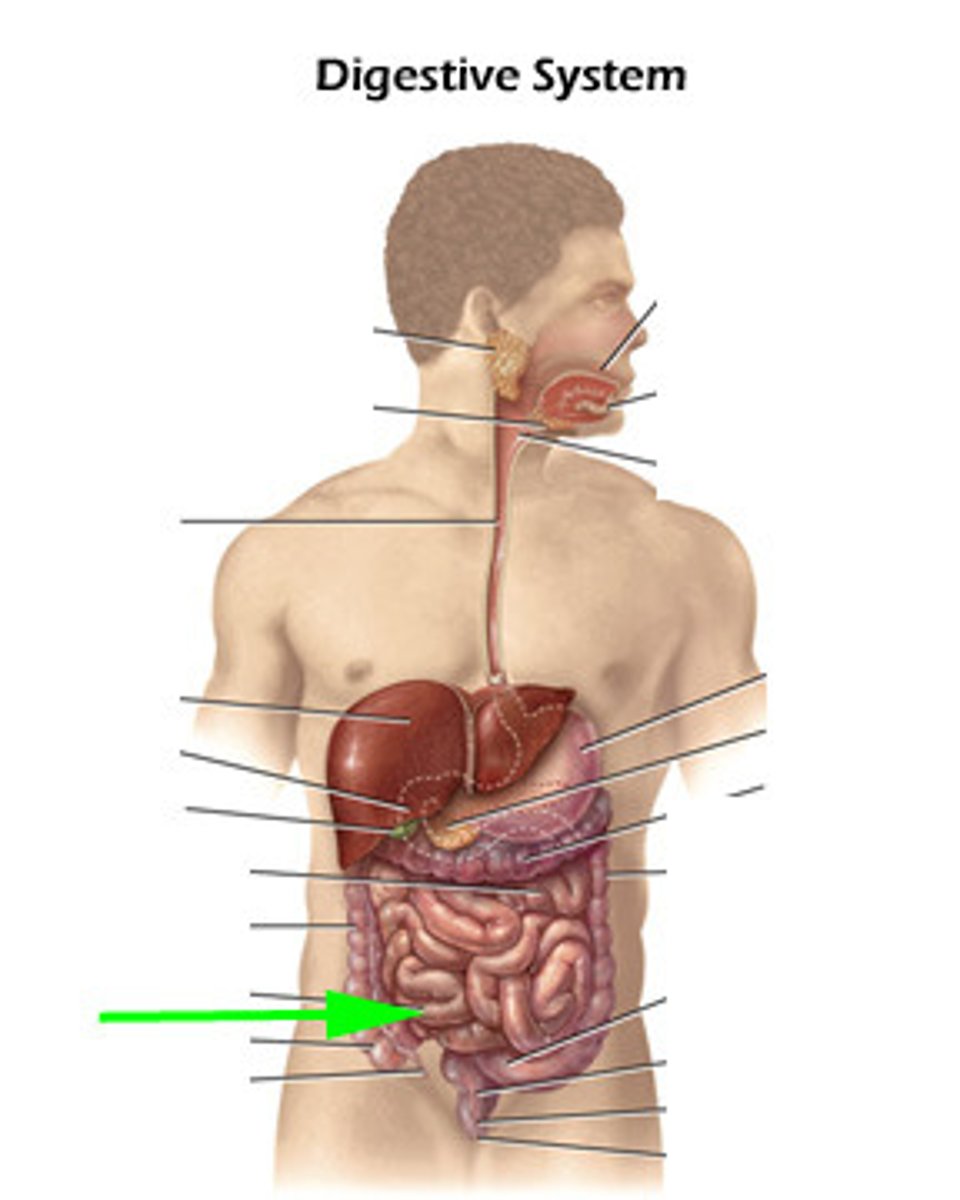 knowt flashcard image