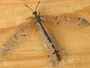<p>What is the name of this bug?</p>