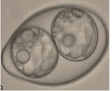 <p><span>Dogs &amp; Cats, Pigs (C. suis), Humans (C. belli), Nonhuman primates (C. arctopitheci,C. callimico, and C. scorzai). &nbsp;</span></p><p style="text-align: left;"><span>Most species oocysts measuring ~ 20-53 X 10-43 µm (animal ones being larger than C. belli).</span></p>