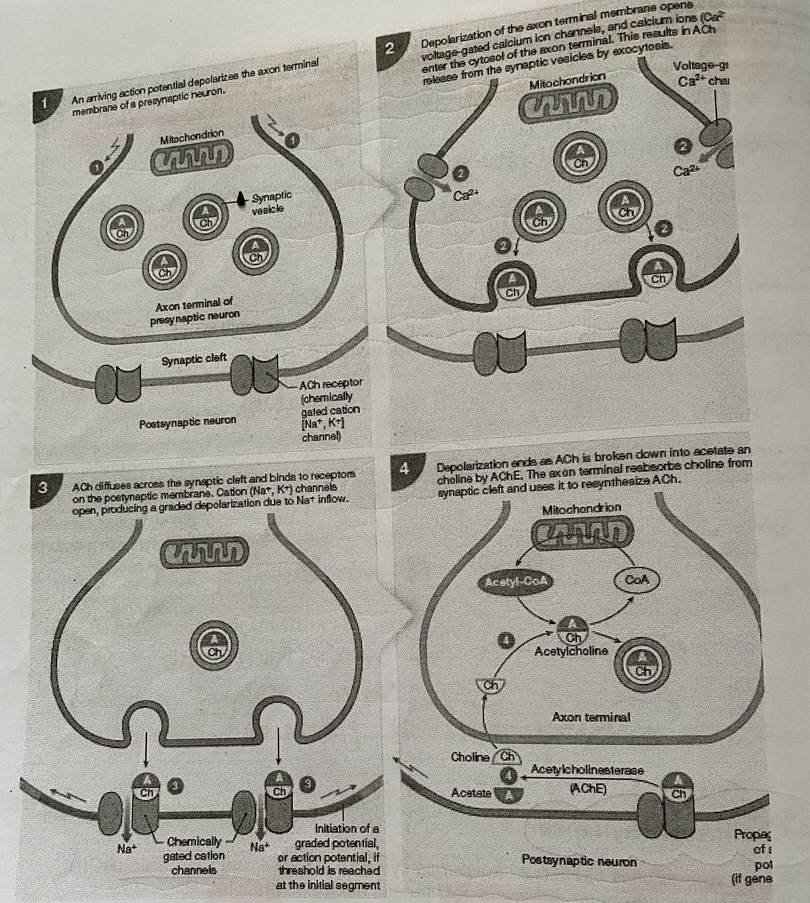 <ol><li><p>Arrival of an <strong>action potential </strong>at the synaptic membrane <strong>opens calcium ion channels</strong> in the membrane which <strong>allows calcium ions to diffuse in</strong></p></li><li><p>Influx of calcium ions causes <strong>synaptic vesicles to fuse</strong> with the <strong>presynaptic membrane</strong> and <strong>release ACh by exocytosis</strong> into the synaptic cleft</p></li><li><p>ACh <strong>diffuses across the synaptic cleft</strong> and <strong>binds to receptors</strong> on the Na+ ion channels <strong>in the postsynaptic membrane</strong></p></li><li><p>This causes the <strong>Na+ ion channels to open </strong>and Na+ ions <strong>diffuse rapidly into </strong>the postsynaptic cell, <strong>causing depolarisation</strong>. If the <strong>threshold is reached, an action potential</strong> will be <strong>initiated</strong></p></li><li><p><strong>To prevent the initiation</strong> of more action potentials in the postsynaptic membrane, by the continues presence of ACh, an enzyme, <strong>acetylcholinesterase, hydrolyses ACh</strong></p></li><li><p><strong>The products diffuse back </strong>across the cleft and can be <strong>reabsorbed into the presynaptic neurone</strong>. ACh is <strong>reformed and repackaged</strong> into vesicles</p></li></ol><p>> When this occurs at a neuromuscular junction, the postsynaptic neurone is replaced by a muscle. When neurotransmitters cross the synaptic cleft and bind to receptors the muscle contracts</p>