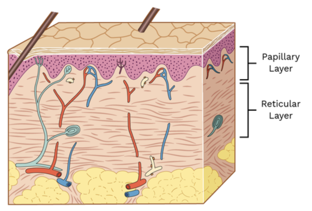 <p>Capillaries and nerves</p>