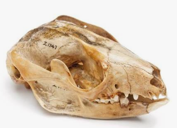 <p>Order: Diprotodontia</p><p>Family: Phalangeridae</p>