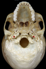 knowt flashcard image